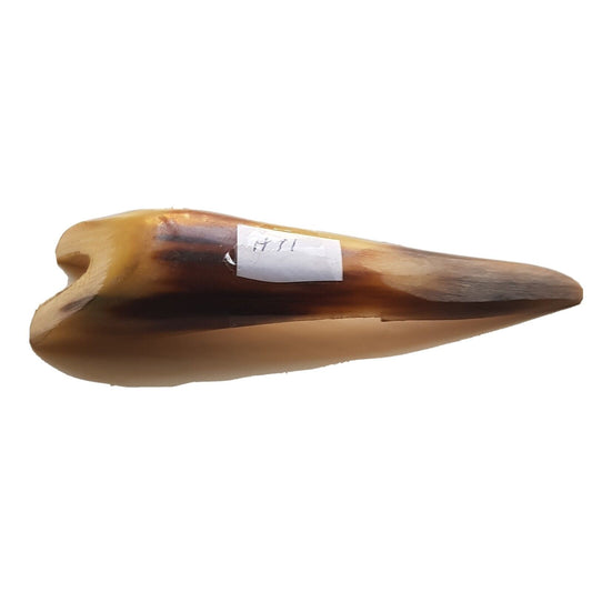 A polished cow bone sleeking tool with a smooth finish, used for burnishing and polishing leather.
