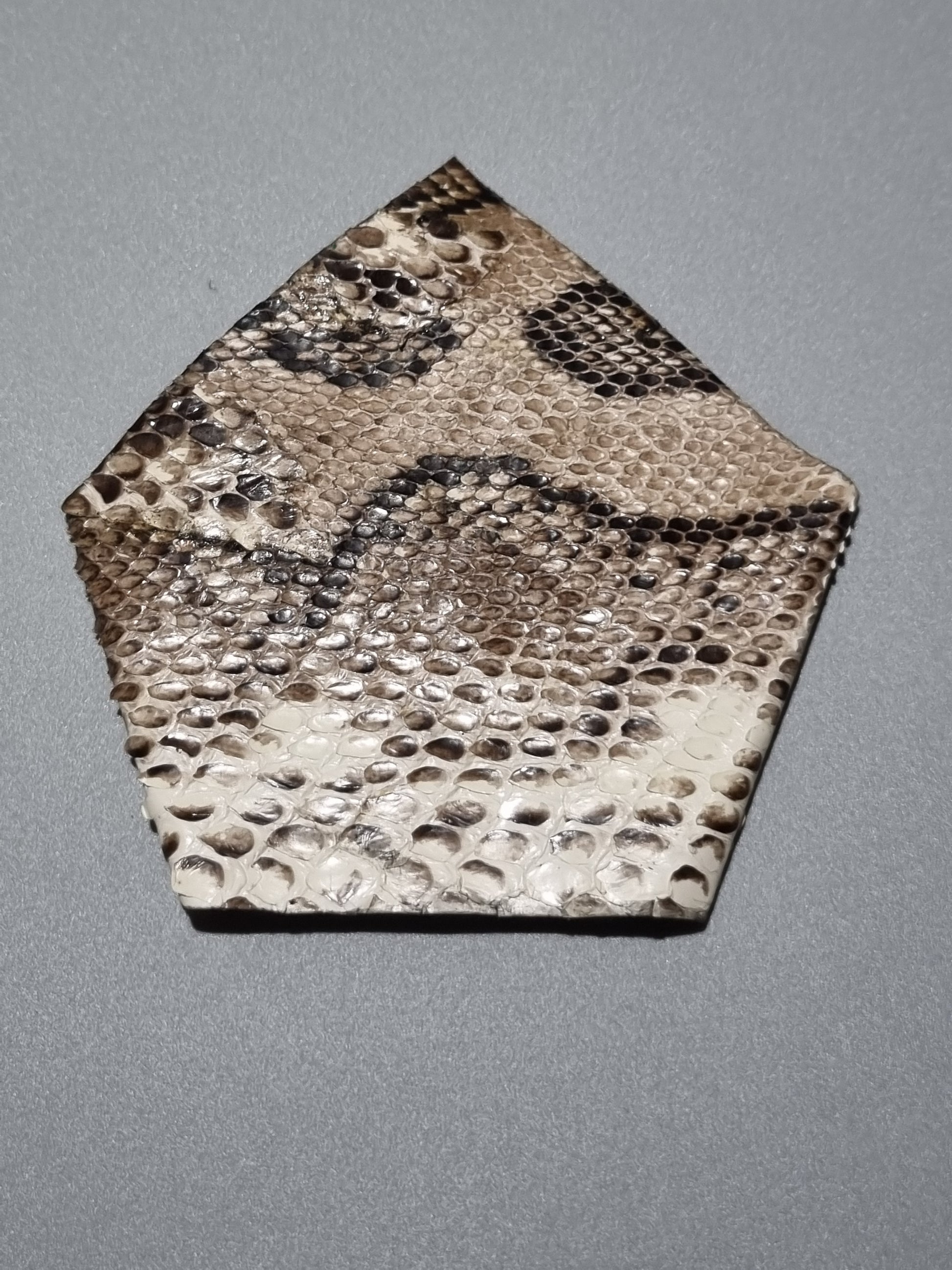Real snakeskin suit square pocket  with a natural scale pattern of beige, brown, and black scales, shown on a neutral grey background.
