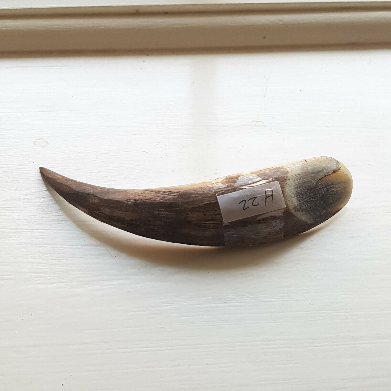 A curved cow horn titled H22 used for finishing,  opening sewn welts, burnishing, and polishing leather