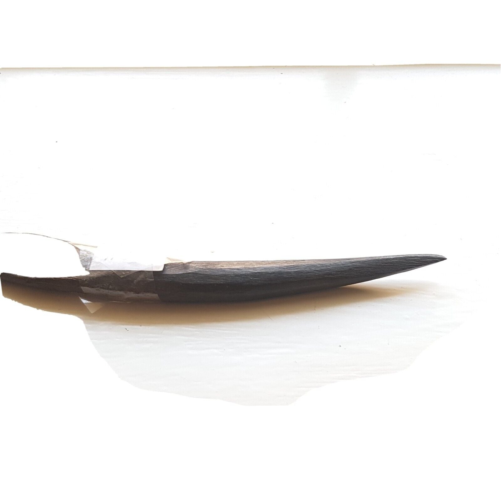 Close view of deer bone on white background